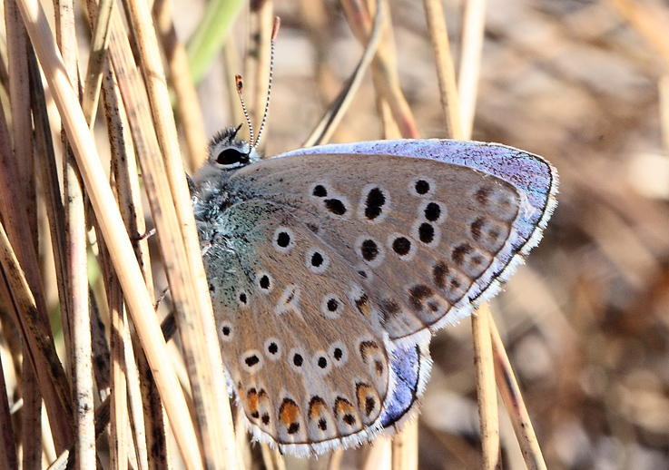 Quale Polyommatus? - Polyommatus (Lysandra) bellargus